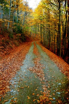 Vintage photo of curving road in autumn forest
