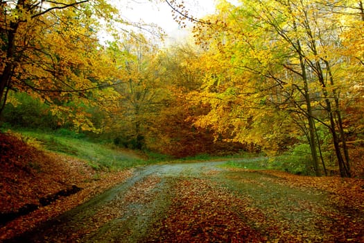 Vintage photo of curving road in autumn forest