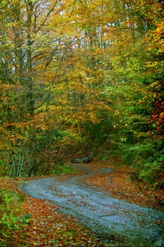 Vintage photo of curving road in autumn forest