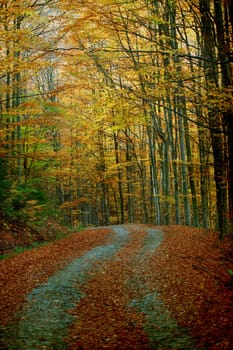 Vintage photo of curving road in autumn forest