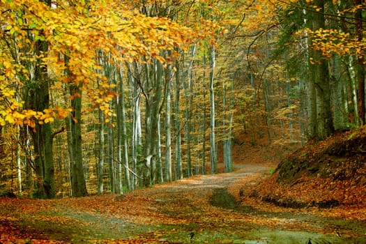 Vintage photo of curving road in autumn forest