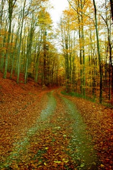 Vintage photo of curving road in autumn forest