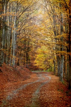 Vintage photo of curving road in autumn forest