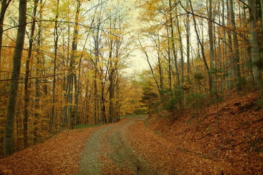 Vintage photo of curving road in autumn forest