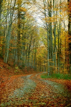 Vintage photo of curving road in autumn forest