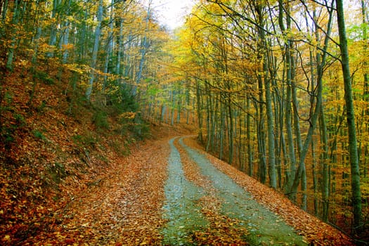 Vintage photo of curving road in autumn forest