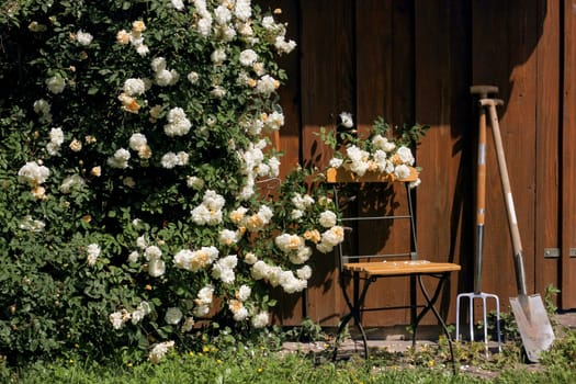 Garden hut with roses,chair and tools