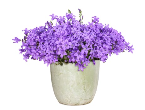 Campanula,isolated