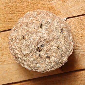 Vespiary at wood ceiling,wasp's nest