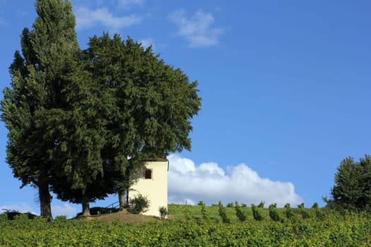Vineyard with little house and cypress