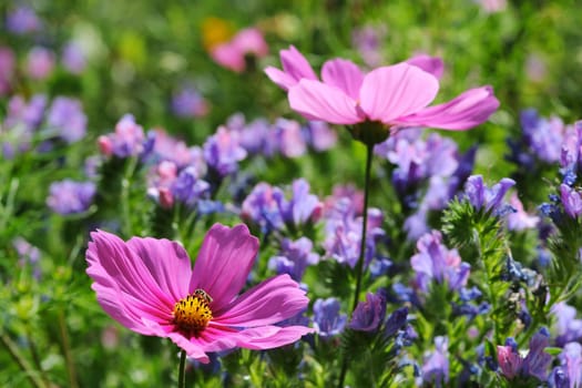 Garden flowers with Cosmea and Natterkopf