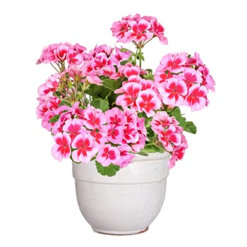 Pelargonia,gerania,isolated