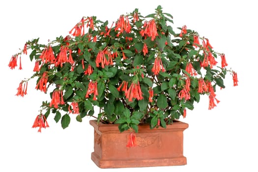 Fuchsia fulgens,fuchsia in clay pot