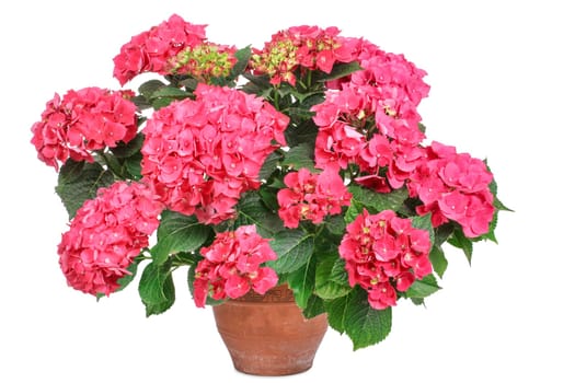 Pink hydrangea,hydrangea,isolated