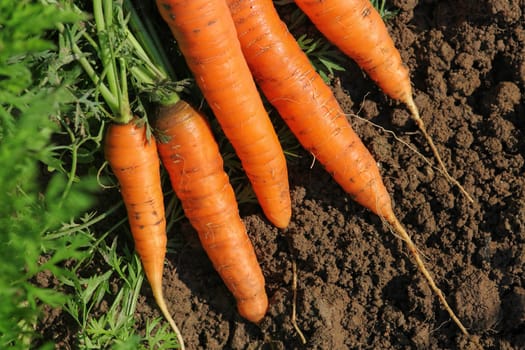 Freshly harvested carrots