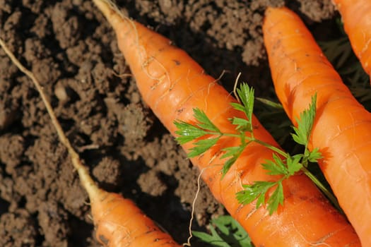 Freshly harvested carrots