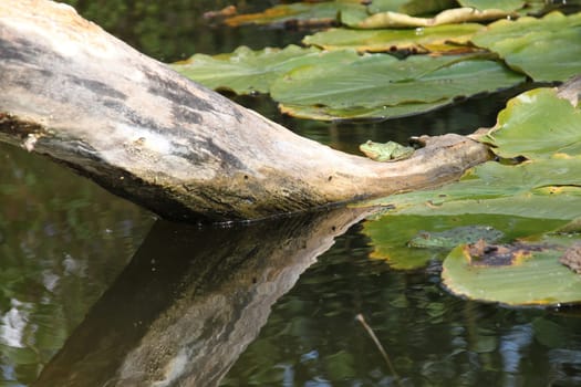 A frog on a tree root