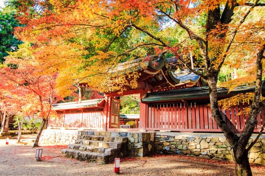 Red leaves of the maple in autumn for adv or others purpose use