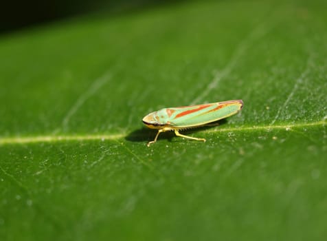 Rhododendrone cicada