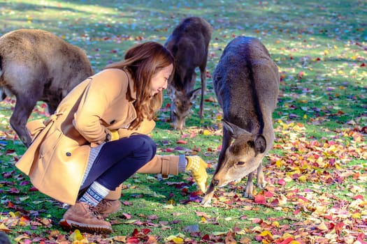 NARA, JAPAN - Nov 21