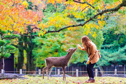 NARA, JAPAN - Nov 21
