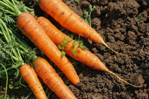 Freshly harvested carrots