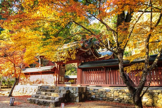 Red leaves of the maple in autumn for adv or others purpose use