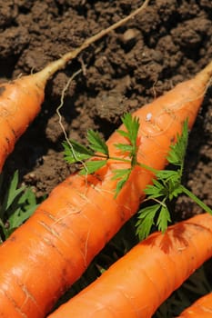 Freshly harvested carrots