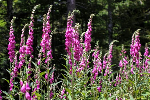 Fingerhat,foxgloves for alternative medicine
