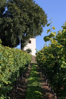 Vineyard with little house and cypress