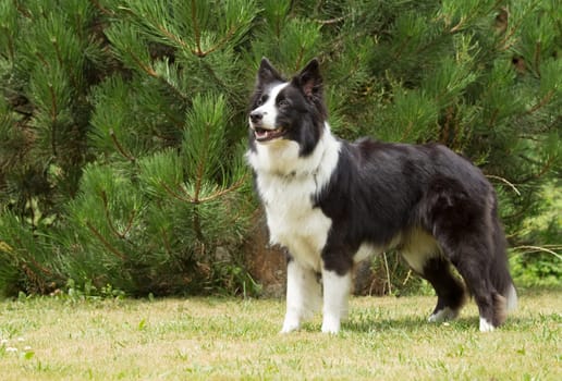 Border collie is standing on the lawn. Horizontally.