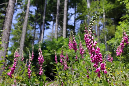 Fingerhat,foxgloves in the forest