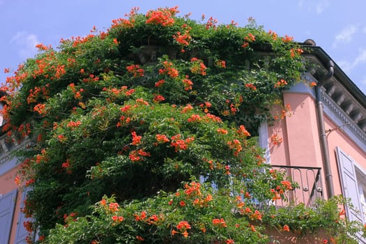 Campsis,trumpet flower at the house