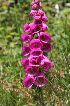 Fingerhat,foxglove