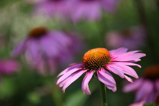 Coneflower