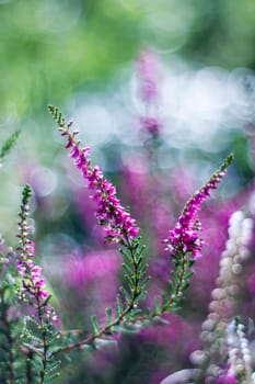 Autumn heather with bokeh