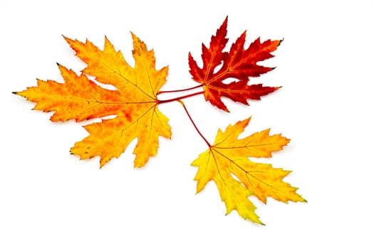 maple autumn leaves isolated on white background