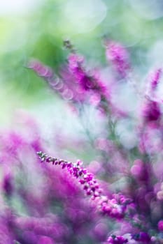 Autumn heather with bokeh