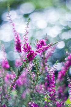 Autumn heather with bokeh