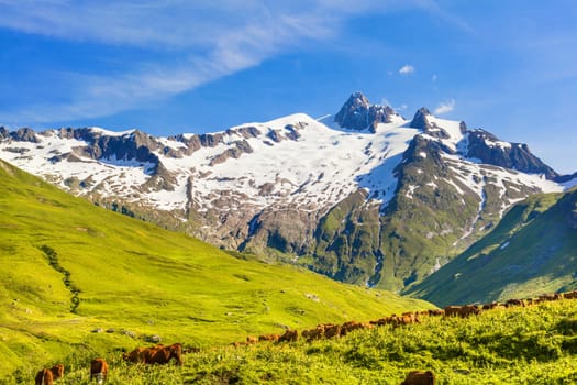 Herd of cows in the mountains and snow-capped mountains in background, in French Alps