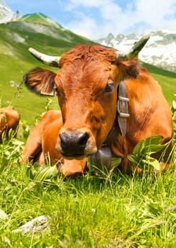 Close up view of a cow in an alpine meadow