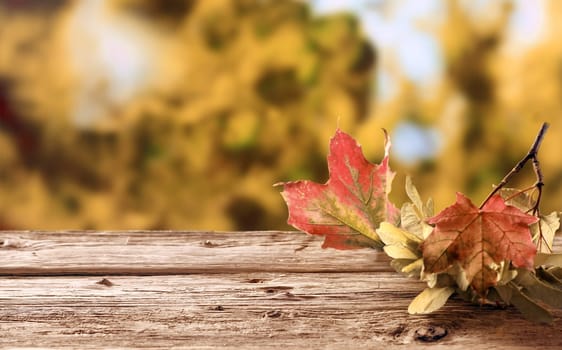 Twig with colorful withering autumn leaves depicting their life cycle with the changing seasons lying on a rustic wooden table in a fall garden, with copyspace