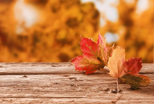 Two red and orange autumn leaves on a rustic table outdoors showing the changing colors with the changing seasons against a backdrop of a fall garden with golden orange foliage, with copyspace