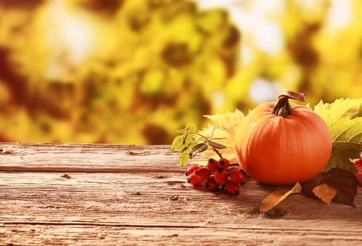 Fresh whole orange pumpkin and red rose hips standing on an old weathered rustic wooden table in an autumn garden with copyspace