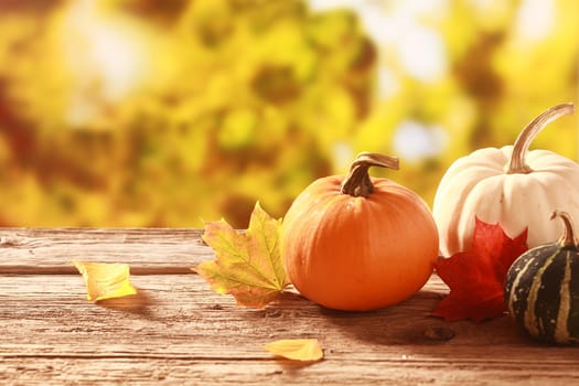 Fresh assorted pumpkin and squash in an autumn garden with colorful golden foliage on the trees standing on an old wooden table with red and yellow fall leaves, with copyspace