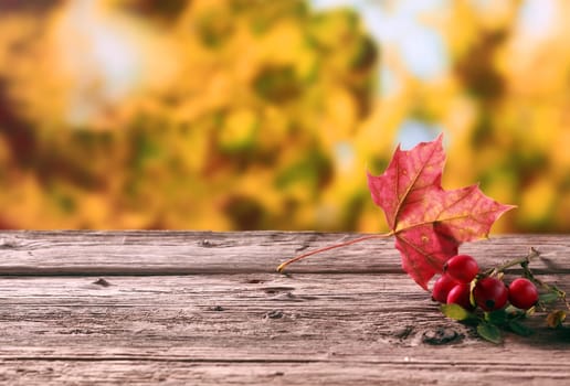 Colorful red rose hips and an autumn leaf lying on a wooden rustic table in a colorful fall garden showing the changing seasons