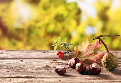Chestnuts and rose hips, both rich natural sources of vitamin c , standing on an old wooden table in an autumn garden with colorful golden yellow foliage, with copyspace
