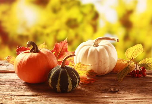 Colorful autumn harvest with an orange, variegated green and white pumpkin and squash amongst colorful fall leaves on a rustic wooden table in a golden autumnal garden with copyspace