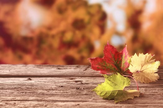 Three autumn leaves in red, yellow and green showing the colorful palette of the fall season lying on an old weathered wooden table against a background of coppery autumn foliage, with copyspace