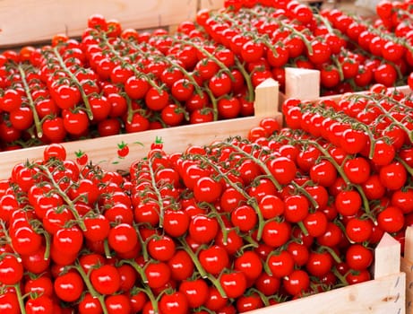 Bunches of fresh cherry tomatoes on a market stall